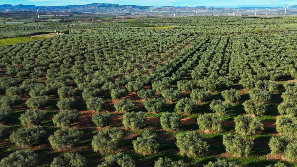 Weite Olivenhaine in Apulien, aus denen das hochwertige apulische Bio-Olivenöl von Signor Oil stammt.